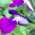 Salvia Greggii Amethyst Lips Dyspurp Sage