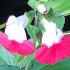 Salvia Microphylla Hot Lips, red flowering Sage plant, perennials for sale UK