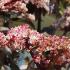 Sambucus Black Tower Elderberry