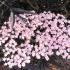 Sambucus Nigra Black Lace flowering Elder single flower and almost black foliage in May