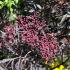 Sambucus Nigra deep pink buds and dark purple foliage, buy online UK delivery