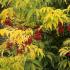 Sambucus Racemosa Plumosa Aurea, Shrubs, UK