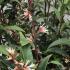 Sarcococca hookeriana Purple Stem evergreen shrub with white flowers