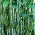 Sasa Palmata Nebulosa Bamboo is commonly known as Broad Leaved Bamboo, for Sale online UK delivery.