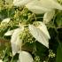 Schizophragma hydrangeoides Windmills Japanese Hydrangea Vine with white flowers