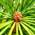 Sciadopitys Verticillata (Japanese Umbrella Pine or Koyamaki) for sale online UK.