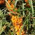 Hippophae Rhamnoides or Sea Buckthorn has beautiful orange berries, very decorative shrub, buy UK