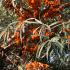 Sea Buckthorn bush growing in a coastal garden, laden with Vitamin C rich orange berries, buy UK