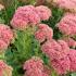 Sedum Spectabile Autumn Joy  Stonecrop