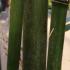 Semiarundinaria Fastuosa (Narihira Bamboo) for Sale UK