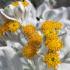 Senecio candicans Angel Wings Ragwort with striking silver foliage