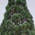 Sequoiadendron Giganteum Glaucum. Blue Needle Giant Redwood for sale online, UK delivery.