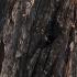 Bark detail of Sequoiadendron Giganteum - Giant Redwood Tree