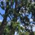 Branch details and leaf formation of Sequoiadendron Giganteum - Giant Redwood Tree