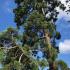 Sequoiadendron Giganteum - Giant Redwood Tree, mature specimen growing in an arboretum