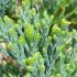 Sequoiadendron Giganteum Glaucum, or Blue Giant Sequoia, is a towering evergreen tree with striking blue-grey foliage, making it a bold feature in large landscapes.