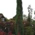 Giant Weeping Sequoia tree, rare and unusual tree to buy online - London UK