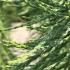 Detailed view of Sequoiadendron Giganteum Pendulum showcasing its graceful weeping branches and lush green needles