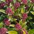 Skimmia Japonica Godries Dwarf Green, compact variety of Skimmia with unusual pin head pink blooms, evergreen with year round interest, buy UK.