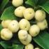 Skimmia Japonica Kew White is a neat, compact evergreen shrub with cream coloured flowers and unusual white berries. Ornamental shrubs for sale UK.