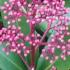 Skimmia Rubella Japonica just one of our Evergreen Shrubs for sale online with nationwide delivery UK