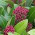 Japanese Skimmia known as Rubella is for sale at Paramount Plants & Gardens, London