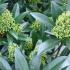 Skimmia Kew Green flowering, for sale online at our garden centre in London UK