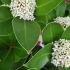 Skimmia Obsession flowering in March, these pretty white flowers will be followed by bright red berries. Buy online UK.