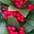 Skimmia Obsession - evergreen shrub with red berries UK