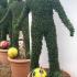 Soccer Player topiary tree, unique trained trees in the shape of a soccer player for sale UK