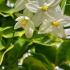 Solanum Dulcamara Variegatum Bittersweet Variegatum Climber