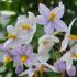 Solanum jasminoides climbing plant with white flowers