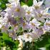 Solanum Jasminoides Bittersweet Jasmine Flowering Climber