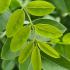 Sophora Japonica Regent is a hardy ornamental tree featuring glossy green leaves and creamy white summer flowers. Ideal for adding charm to gardens or landscapes