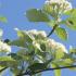 Sorbus Aria Magnifica tree branch and flowers, a magnificent tree with year round interest, buy online UK