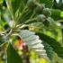 Sorbus Aria Magnifica Whitebeam is a deciduous tree known for its broad silvery-green leaves, creamy-white spring flowers and vibrant red autumn berries. Perfect for adding seasonal interest to landscapes