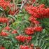 Sorbus Aucuparia tree with red berries, also known as Rowan or Mountain Ash. Buy at our London plant centre UK