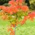 Sorbus Dodong tree showing Autumn leaf colour, buy online UK delivery