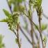 Sorbus Intermedia or Swedish Whitebeam covered in clusters of small white blossom - an impressive later spring show