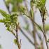 Beautiful small to medium sized tree with attractive green leaves and clusters of white flowers in spring followed by red berries in the autumn