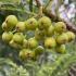 Sorbus Wilfordii Japanese Rowan Japanese Mountain Ash Tree