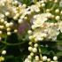 Small deciduous tree with attractive pinnate foliage, clusters of creamy white flowers in spring and vibrant orange red berries in autumn. Perfect for wildlife garden