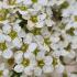 Spiraea Arguta Bridal Wreath is a compact shrub known for its arching branches covered in delicate white flowers. Perfect for adding elegance to gardens in spring.