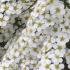 Spiraea Cinerea Grefsheim flowering shrub, profuse white flowers in Spring buy online UK delivery