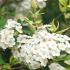 Spiraea Betulifolia Tor Birchleaf Spiraea, a low-growing deciduous shrub with fragrant white flowers in late spring