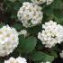 Spiraea Vanhouttei Bridal Wreath shrub buy UK