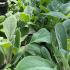 Stachys plant growing in a greenhouse showing healthy green foliage