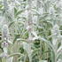 Stachys Byzantina Silver Carpet or lambs ears silver carpet - beautiful ground cover perennial buy UK