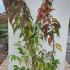 Stachyurus praecox autumn foliage with vibrant red, orange, and yellow hues