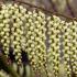 Stachyurus praecox flowers in early spring with hanging yellow spikes